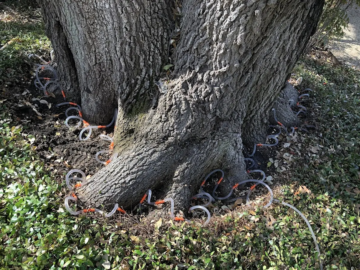Detailed Tree Cabling and Bracing job site in Abell